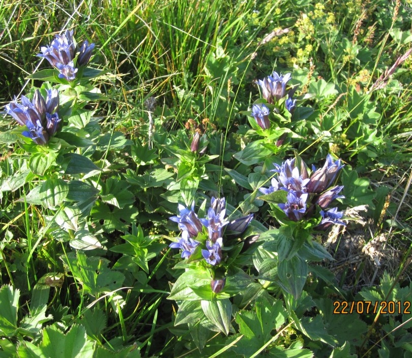 Изображение особи Gentiana fischeri.