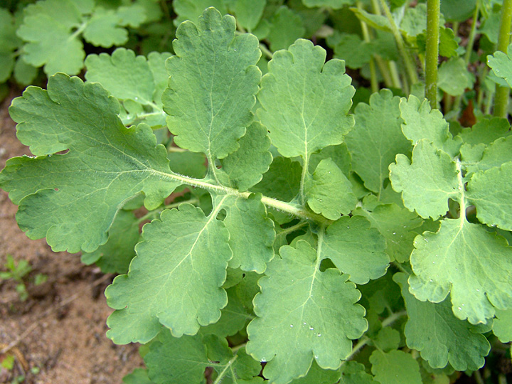 Изображение особи Chelidonium majus.