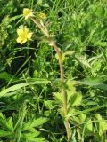 Geum aleppicum