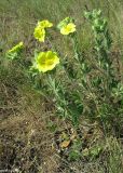 Potentilla astracanica