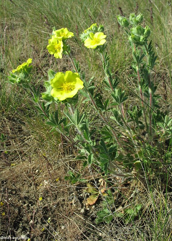 Image of Potentilla astracanica specimen.