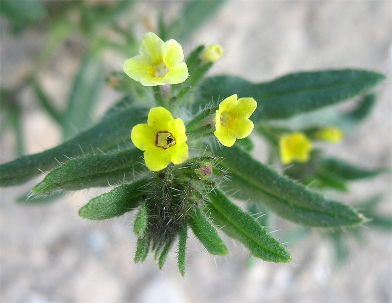 Изображение особи Arnebia decumbens.