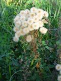 Erigeron podolicus