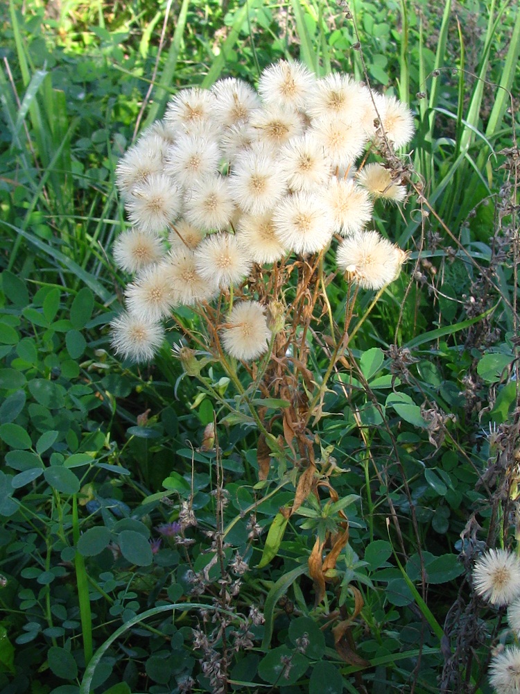 Image of Erigeron podolicus specimen.