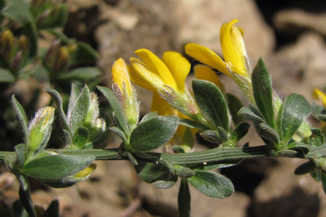 Изображение особи Genista scythica.