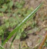 Salix viminalis