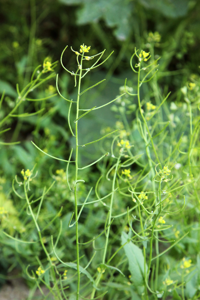 Изображение особи Arabidopsis pumila.