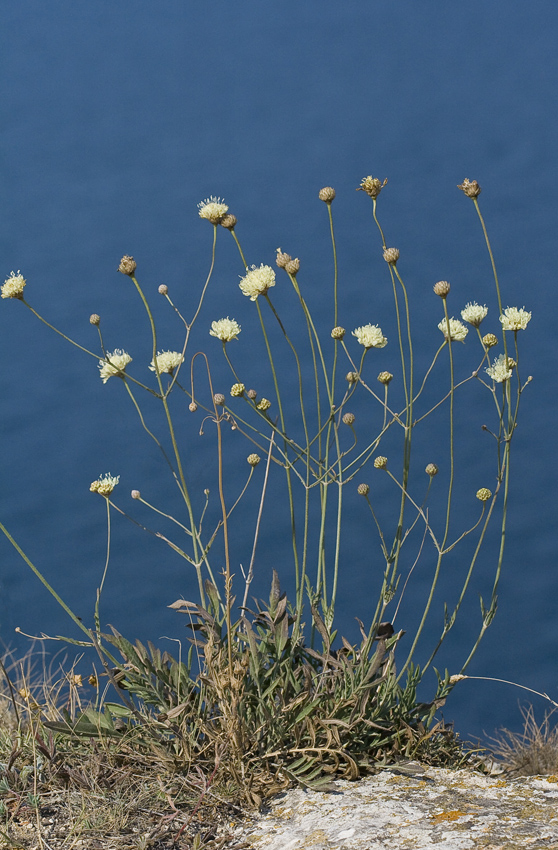 Изображение особи Cephalaria uralensis.