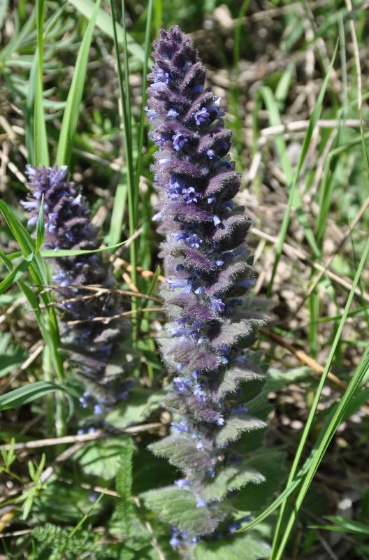 Image of Ajuga orientalis specimen.