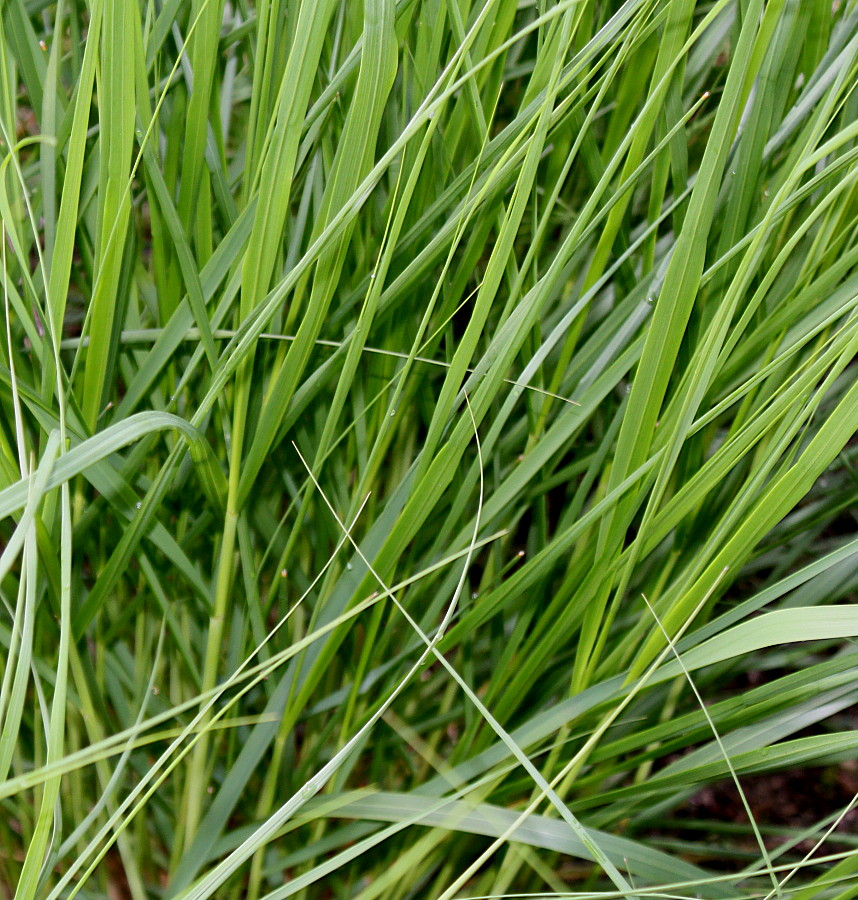 Image of genus Poa specimen.