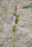 Carex extensa