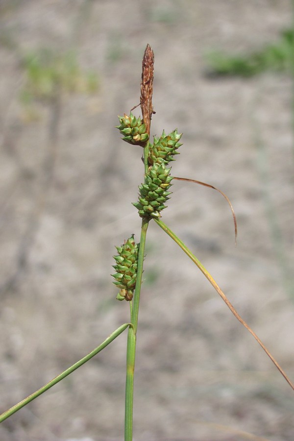 Изображение особи Carex extensa.