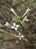 Asperula tenella