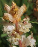 genus Orobanche. Верхушка соцветия. Карачаево-Черкесия, долина р. Маруха. 07.07.2013.