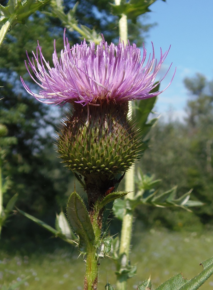 Изображение особи Cirsium ukranicum.