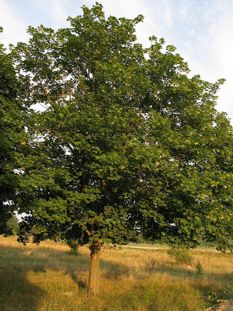 Image of Acer platanoides specimen.