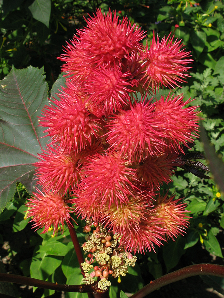 Изображение особи Ricinus communis.