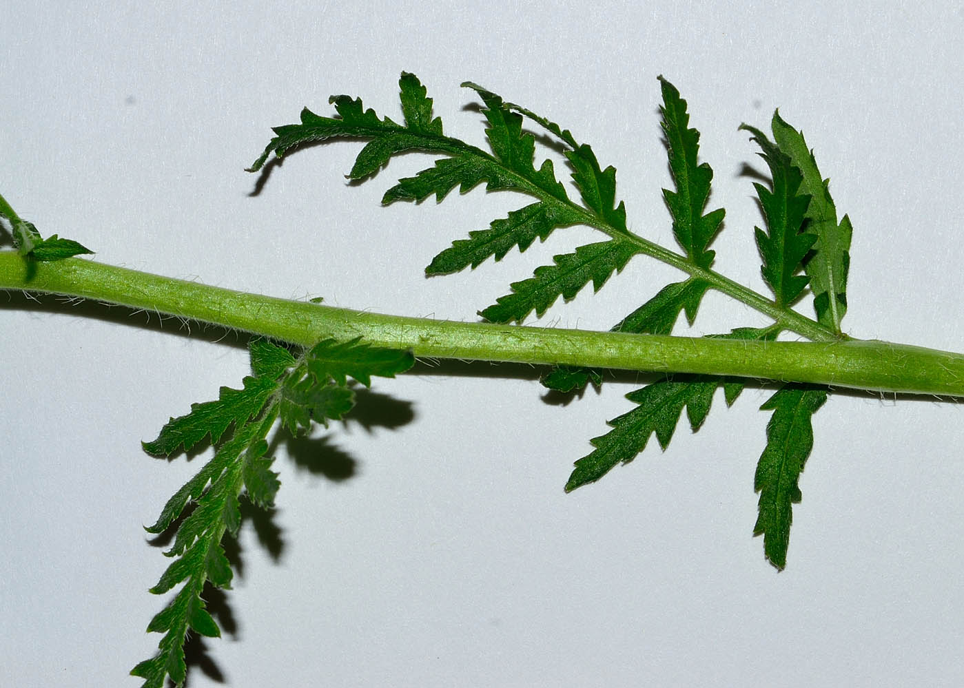 Изображение особи Phacelia tanacetifolia.