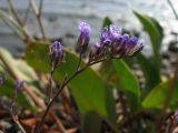 Limonium scoparium