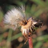 Taraxacum