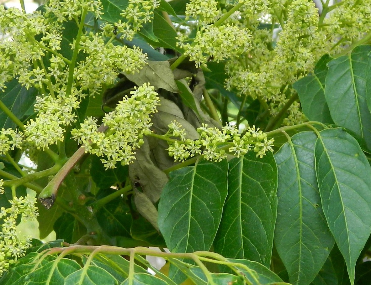 Изображение особи Ailanthus altissima.