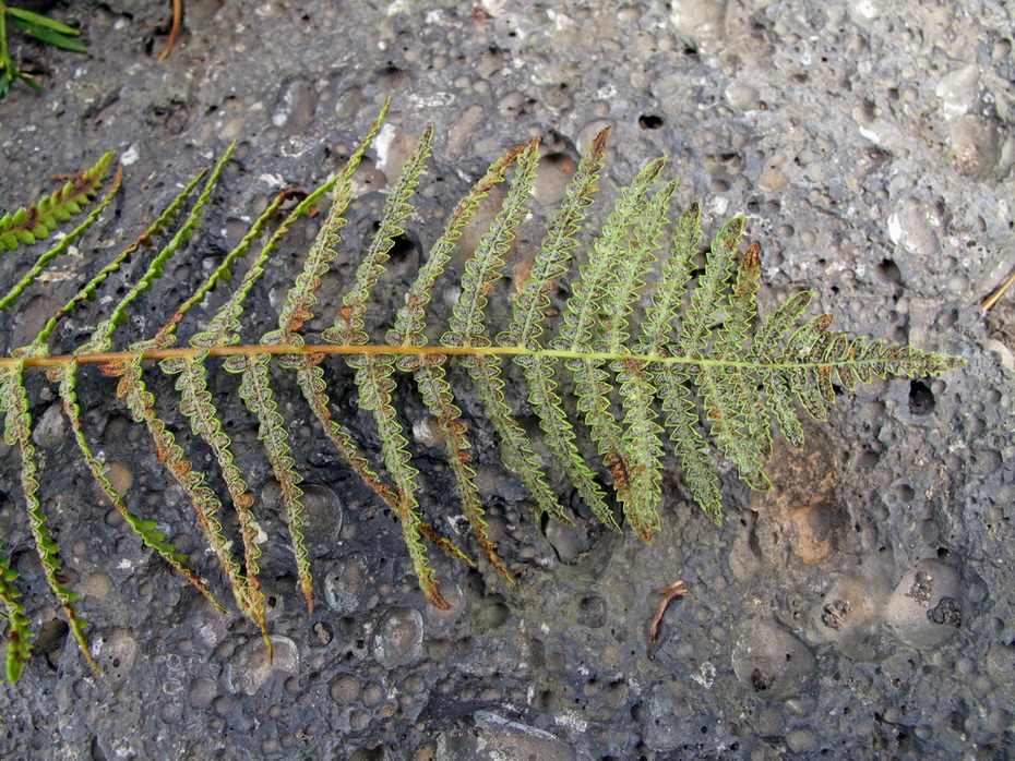 Image of Thelypteris palustris var. pubescens specimen.