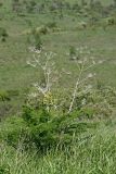 Ferula tenuisecta