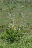 Ferula tenuisecta. Зацветающее растение с прошлогодними побегами. Южный Казахстан, хр. Боролдайтау, горы Кокбулак. 29.04.2013.