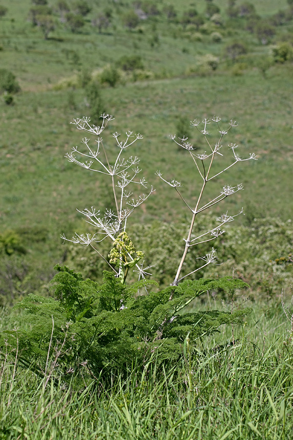 Изображение особи Ferula tenuisecta.