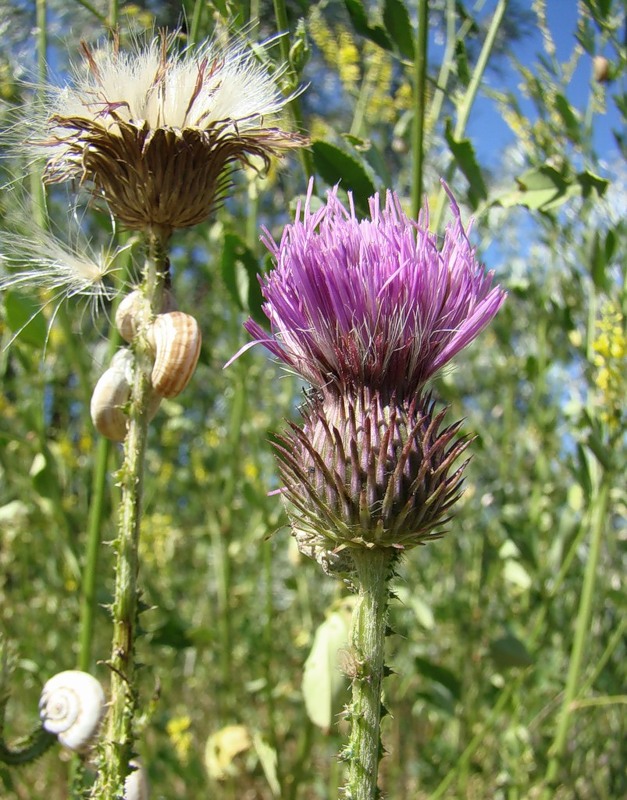 Image of genus Carduus specimen.