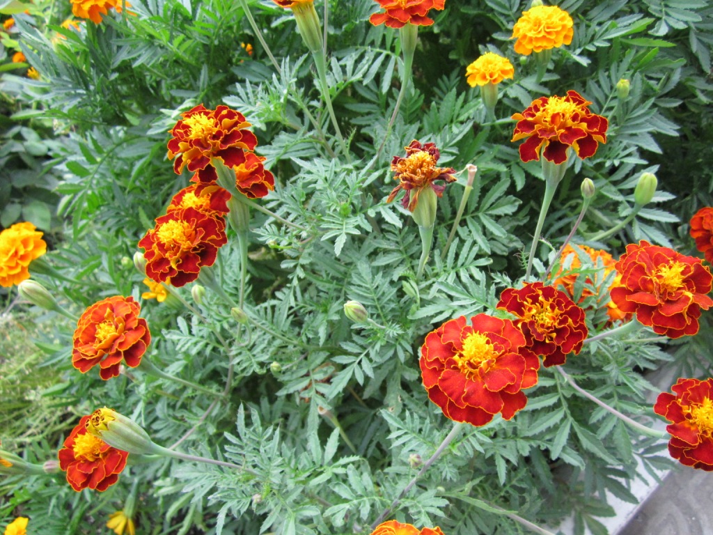 Image of Tagetes patula specimen.