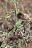 Convolvulus divaricatus. Листья. Южный Казахстан, восточная граница пустыни Кызылкум. 06.05.2013.