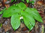 Pentaphragma begoniifolium