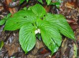 Pentaphragma begoniifolium. Цветущее растение. Таиланд, национальный парк Си Пханг-нга. 20.06.2013.