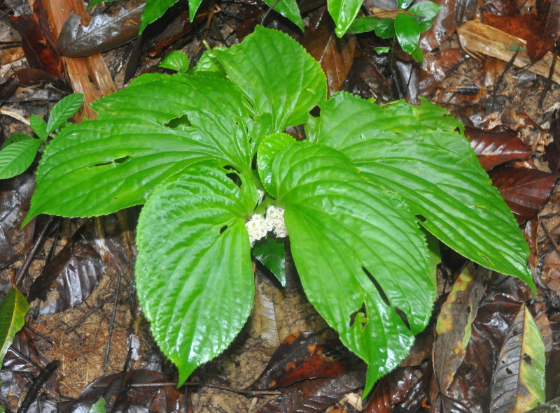 Изображение особи Pentaphragma begoniifolium.