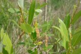 Salix triandra