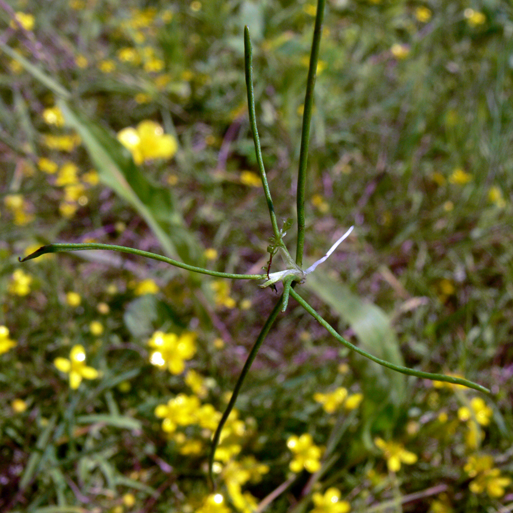 Image of Ranunculus reptans specimen.