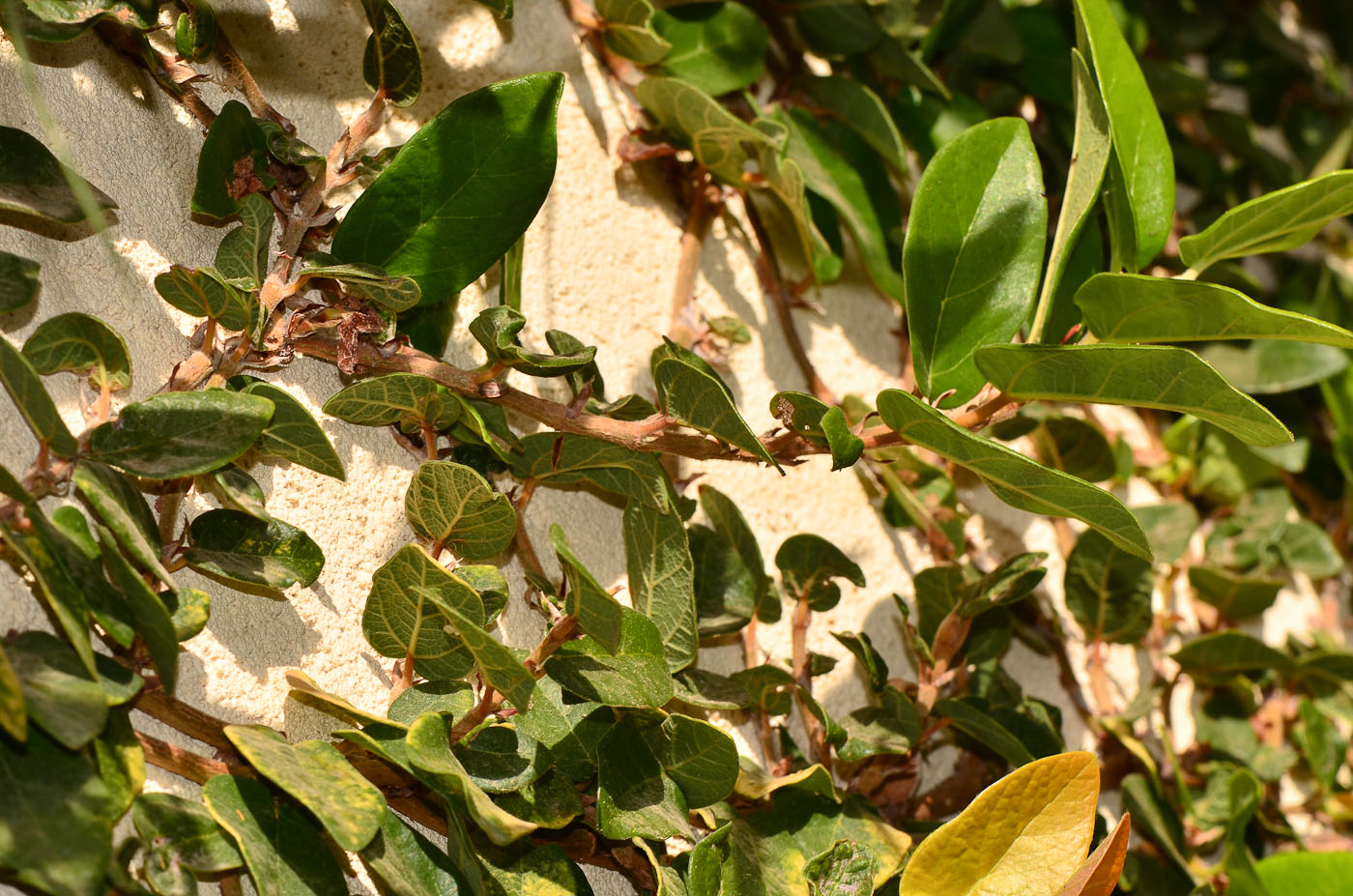 Image of Ficus pumila specimen.