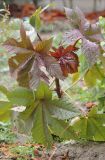 Ricinus communis