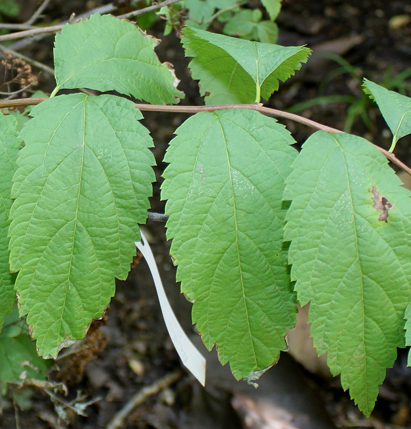 Изображение особи Neillia sinensis.