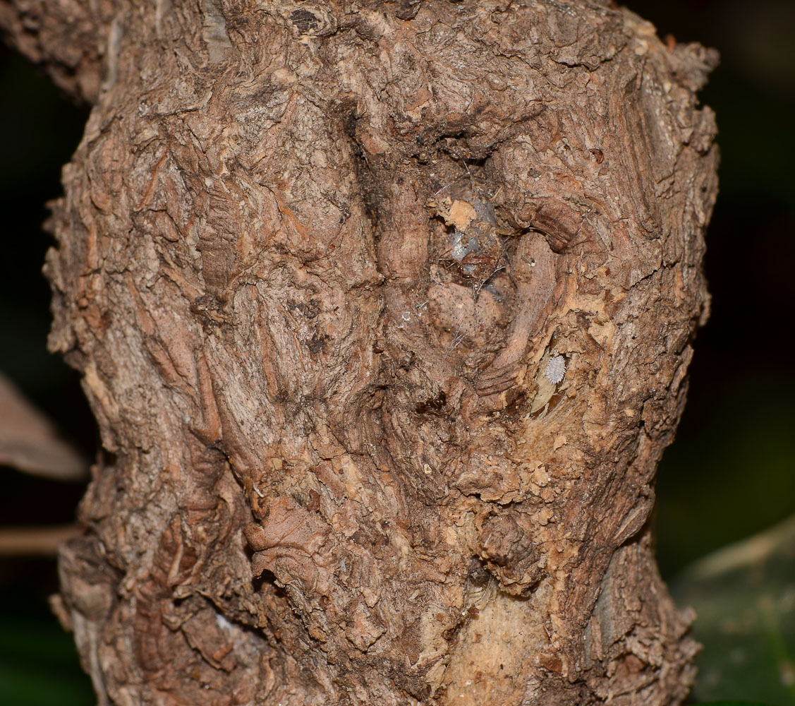 Image of Carissa macrocarpa specimen.