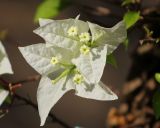 genus Bougainvillea