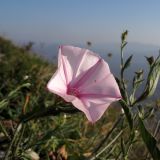 Convolvulus cantabrica