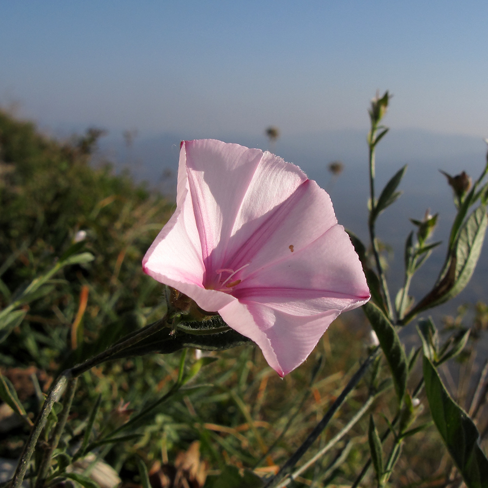 Изображение особи Convolvulus cantabrica.