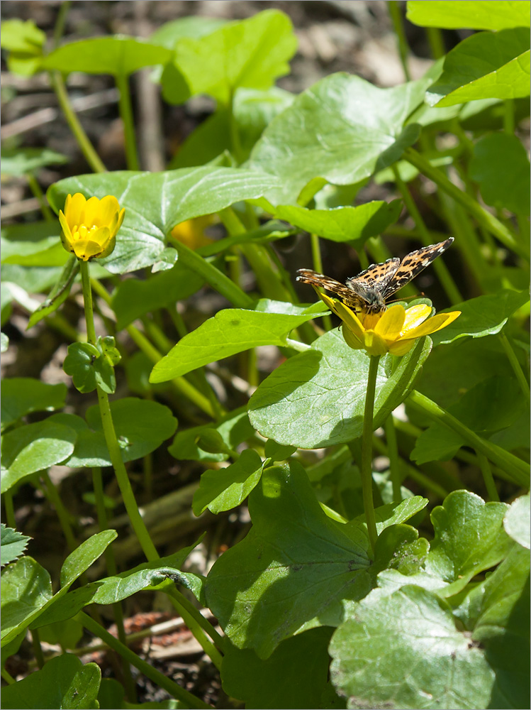 Image of Ficaria verna specimen.