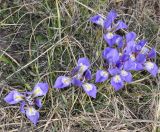 Iris unguicularis subspecies carica. Цветущие растения. Греция, Пиерия, окр. с. Литохоро (Λιτόχωρο). 27.02.2014.