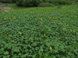 Trollius uniflorus