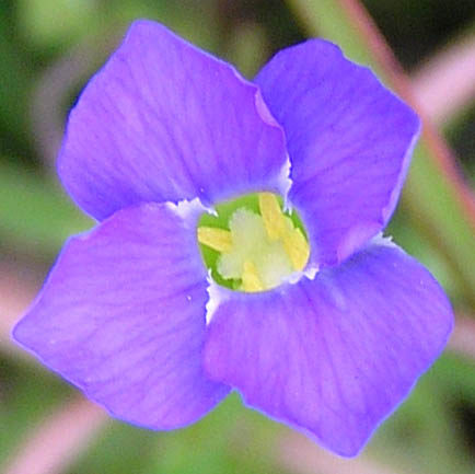 Изображение особи Gentianopsis komarovii.