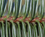 Abies cephalonica. Часть побега с основаниями хвоинок (у хвоинок видны их нижние стороны). Германия, г. Дюссельдорф, Ботанический сад университета. 10.03.2014.