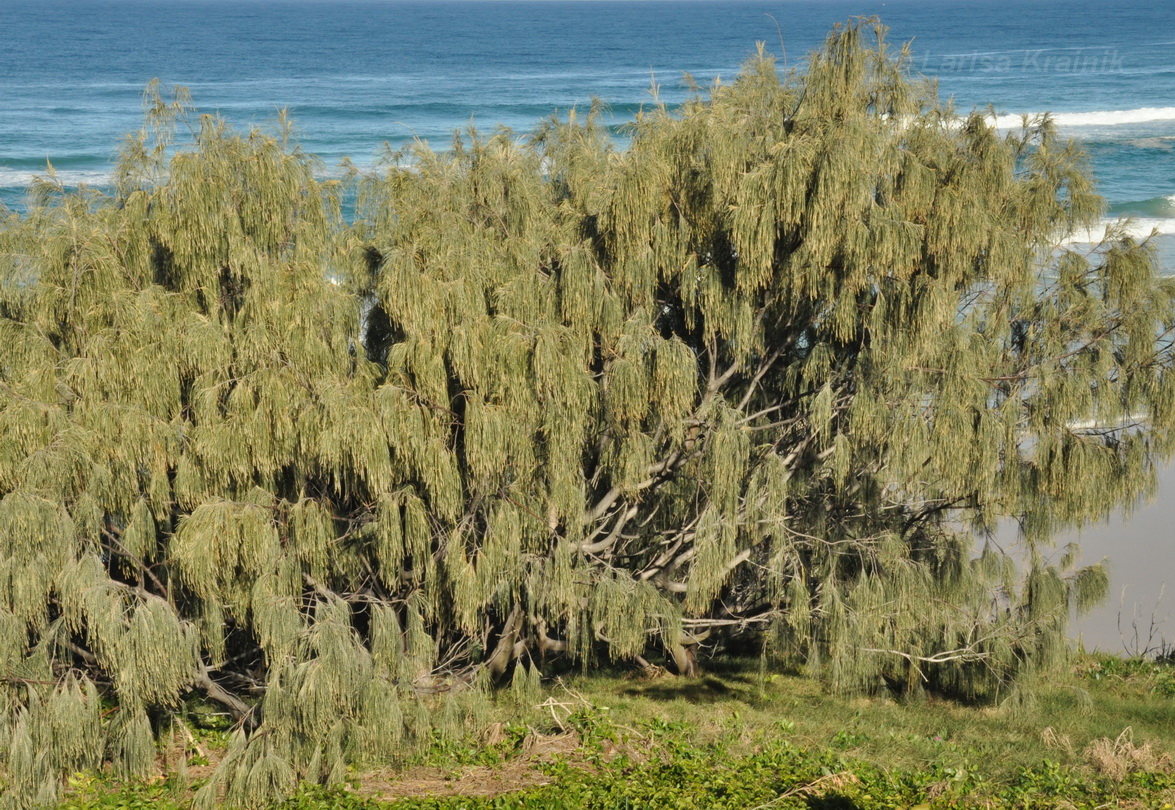 Image of Casuarina equisetifolia specimen.